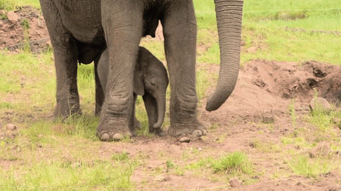 sleepy baby GIF
