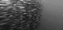 black and white fish GIF