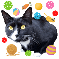 Lets Play Cute Cat Sticker