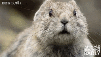 Fight No GIF by BBC Earth