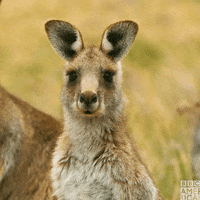 Australia One Planet GIF by BBC America