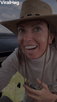 Curious Cheetah Climbs on Safari Car