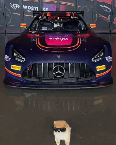 Amg Gt Pomeranian GIF