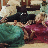 Cat GIF by 60 Second Docs