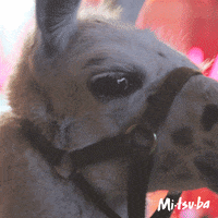 MenkenOrlando party what hello hi GIF