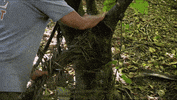 Tree Looking GIF by Survivor CBS