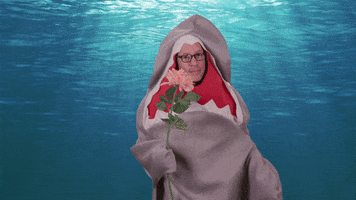 I Love You Flirt GIF by Shark Week