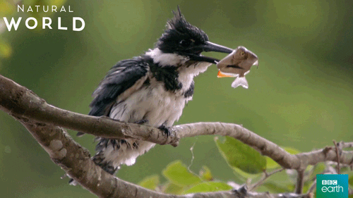 Shaking Natural World GIF by BBC Earth
