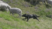 Episode 2 Dog GIF by PBS