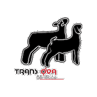 Stock Show Sticker by Trans Ova Genetics