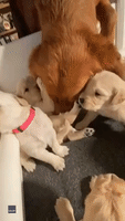 Golden Retriever Infatuated With Her Friend's Newborn Puppies