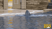 Yes Please Lol GIF by Brookfield Zoo