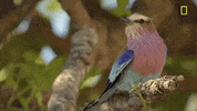 Nat Geo Savage Kingdom GIF by National Geographic Channel