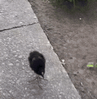 Charcoal Big Step GIF