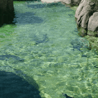 happy what's up GIF by San Diego Zoo