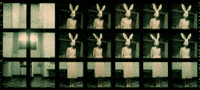 Film Rabbit GIF by erica shires