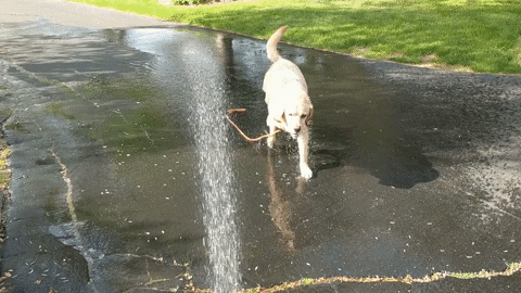 mjb1484 giphygifmaker GIF