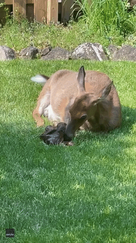 Ohio Man's 'Deer Friend' Gives Birth in Backyard