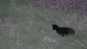Cat Pounce GIF by PBS Digital Studios