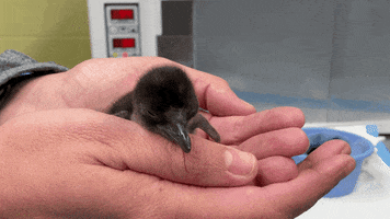 Tired Baby Penguin GIF by Cincinnati Zoo