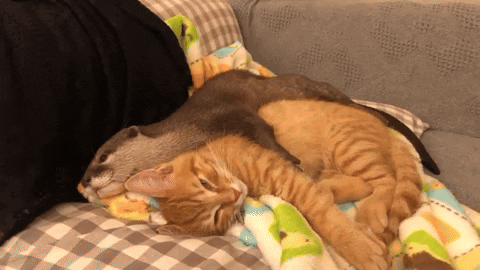 cuteanimalland giphyupload GIF