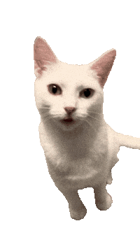 Patiently Waiting White Cat Sticker