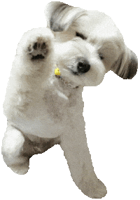 seoldal here highfive dalpic seoldal Sticker