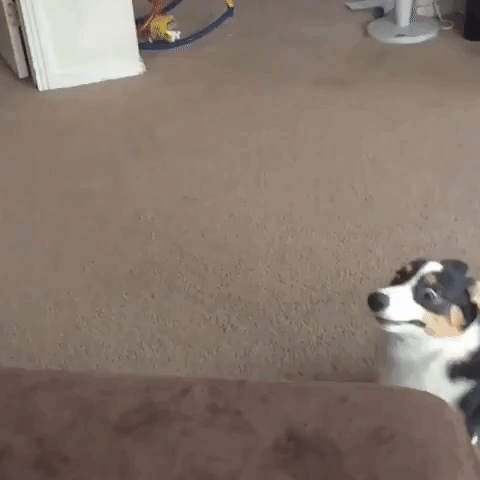 Leaping Corgi Puppy Can't Quite Get Onto Couch