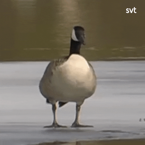 Oh No Duck GIF by SVT