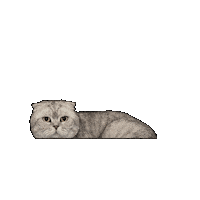 25Cats Sticker by Gray Hat Films