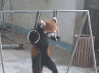 Pull Up Red Panda GIF