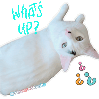 Whats Up Cat Sticker
