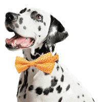 Cat Dog Sticker by Amanova Pet Food
