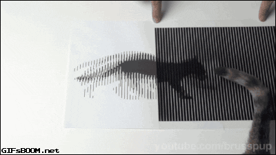 cat illusion GIF