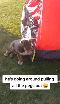 Dog Tries to Sabotage Backyard Camping