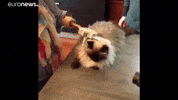Cat Robot GIF by euronews