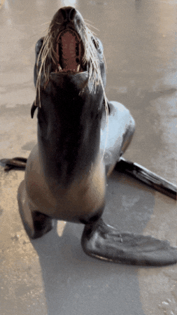 Yell Fur Seal GIF by Valley Zoo Development Society