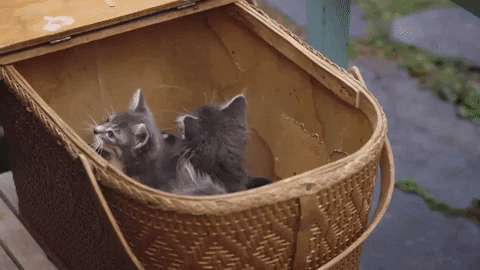 lavraienature giphygifmaker cat cats kitty GIF