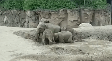 Elephants at Dublin Zoo Get Ready to Beat the Heat With a Pool Party