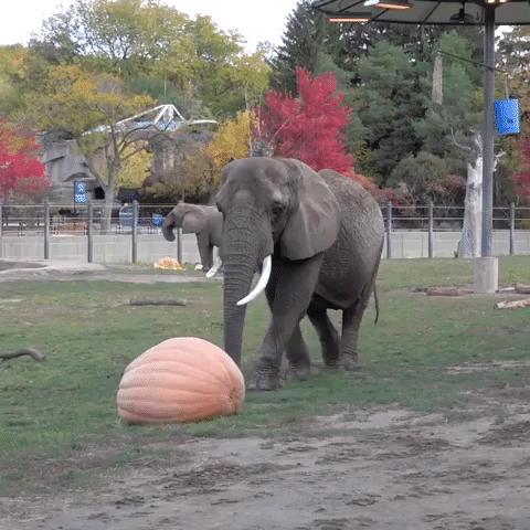 Elephants Have Gourd Time With Large Pumpkins at Milwaukee Zoo