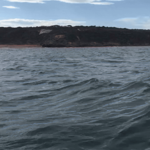 Thresher Shark's Got Hops!