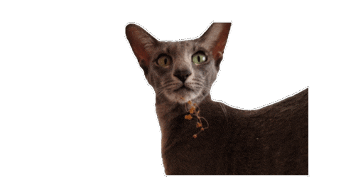Animated Sticker