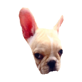 sass STICKER by imoji