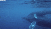 Ocean Whale GIF by ViralHog
