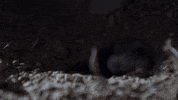 national geographic howling mouse GIF by Nat Geo Wild