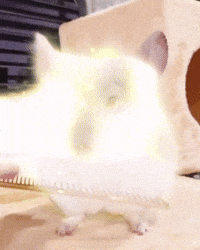 Chinchilla Sue GIF