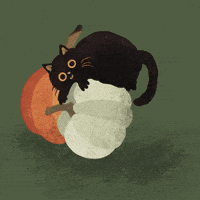 Cat Halloween GIF