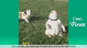 vine bulldog GIF