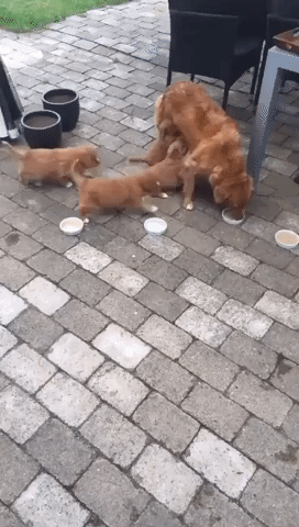 Hungry Pups Won't Let Poor Mama Finish Her Dinner