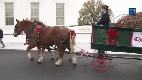 christmas tree obama GIF by US National Archives